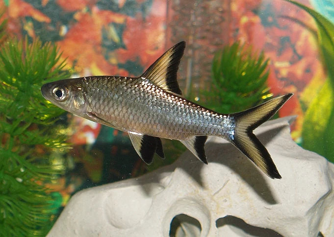 Silver Bala Shark (Balantiocheilos melanopterus) - Live Fish