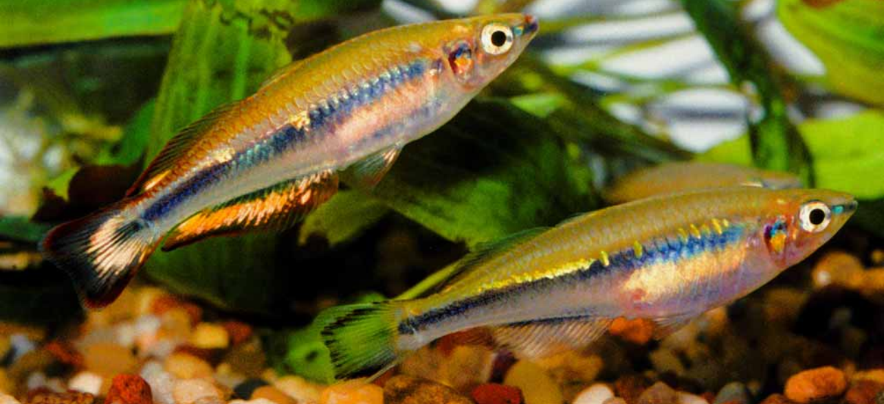 Madagascar Rainbowfish (Bedotia geayi)
