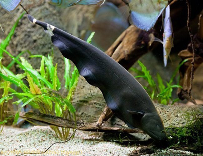 Black Ghost Knifefish (Apteronotus albifrons) - 3" - Live Fish