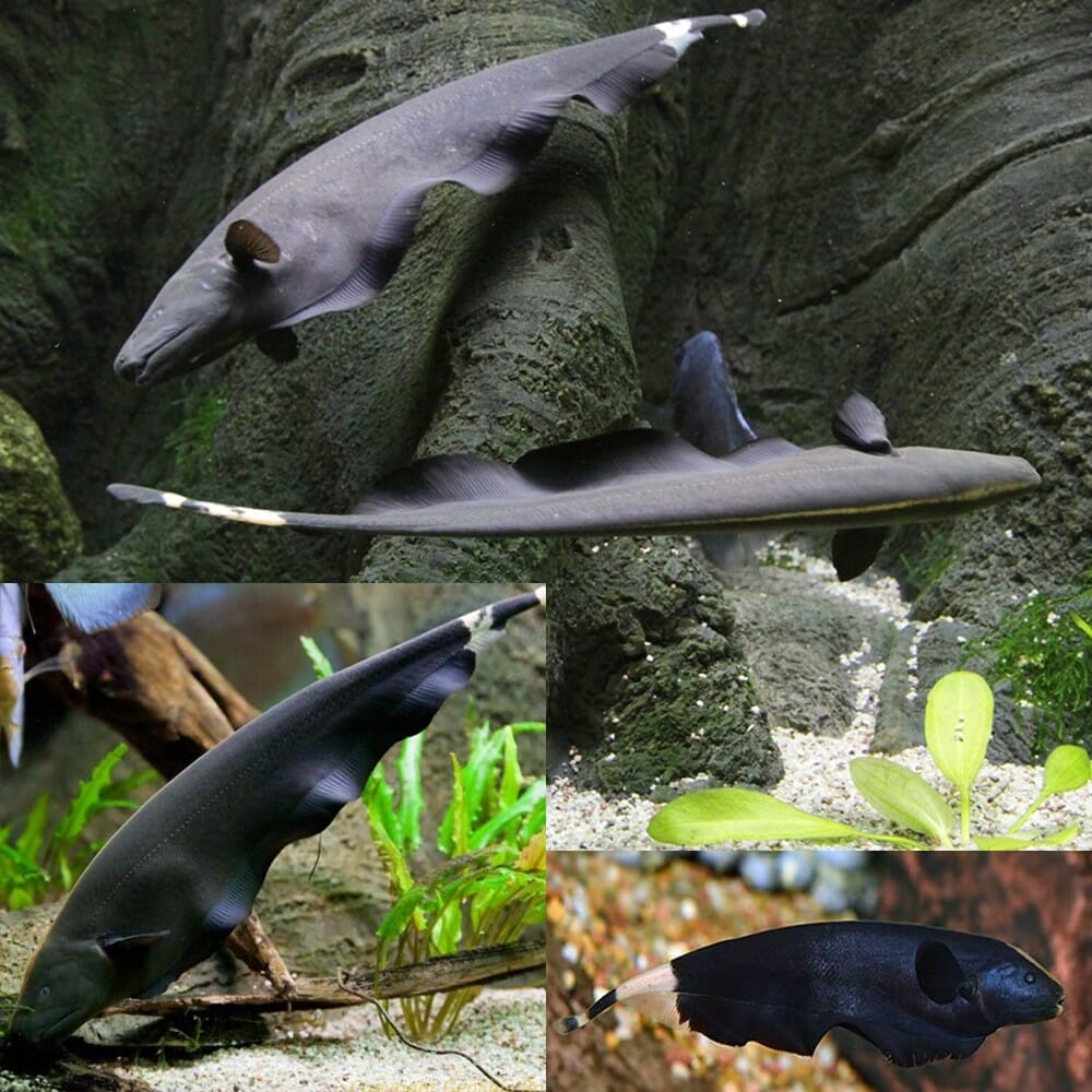 Black Ghost Knifefish (Apteronotus albifrons) - 3" - Live Fish