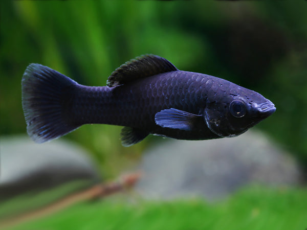 Black Molly (Poecilia sphenops) - Live Fish