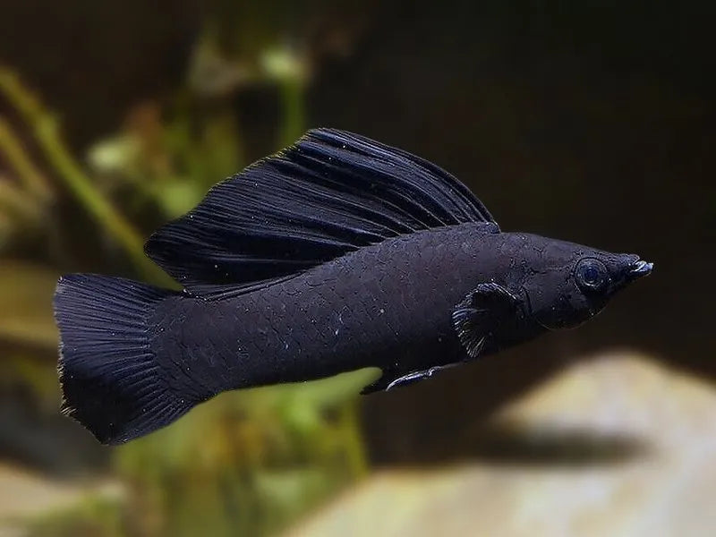 Black Sailfin Molly (Poecilia latipinna) - Live Fish