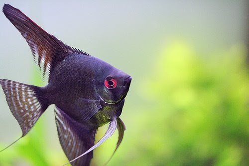 Black Angelfish, small (Pterophyllum scalare) -Live Fish