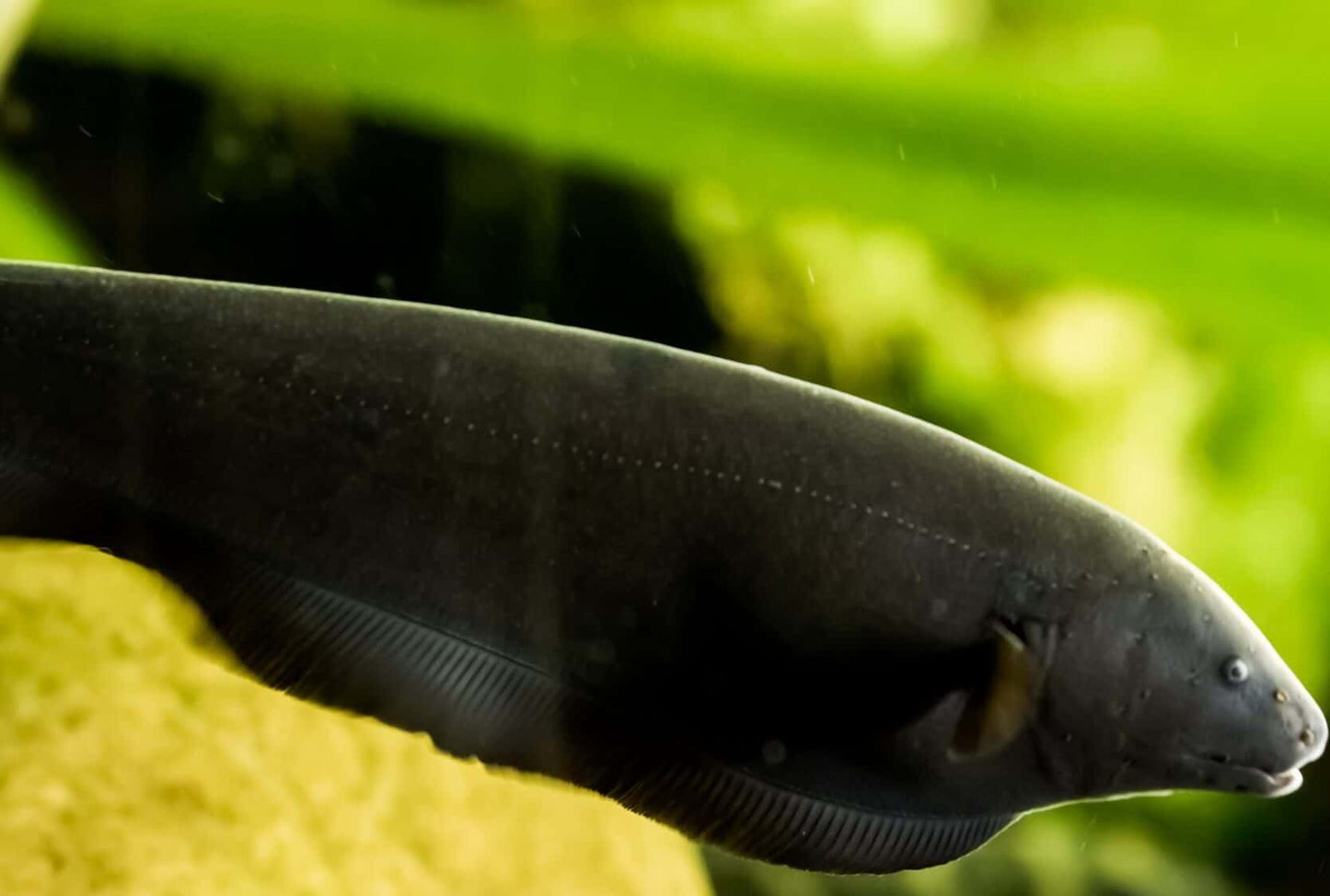 Black Ghost Knifefish (Apteronotus albifrons) - 3" - Live Fish