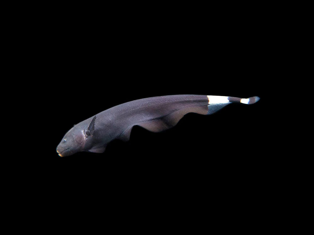 Black Ghost Knifefish (Apteronotus albifrons) - 3" - Live Fish