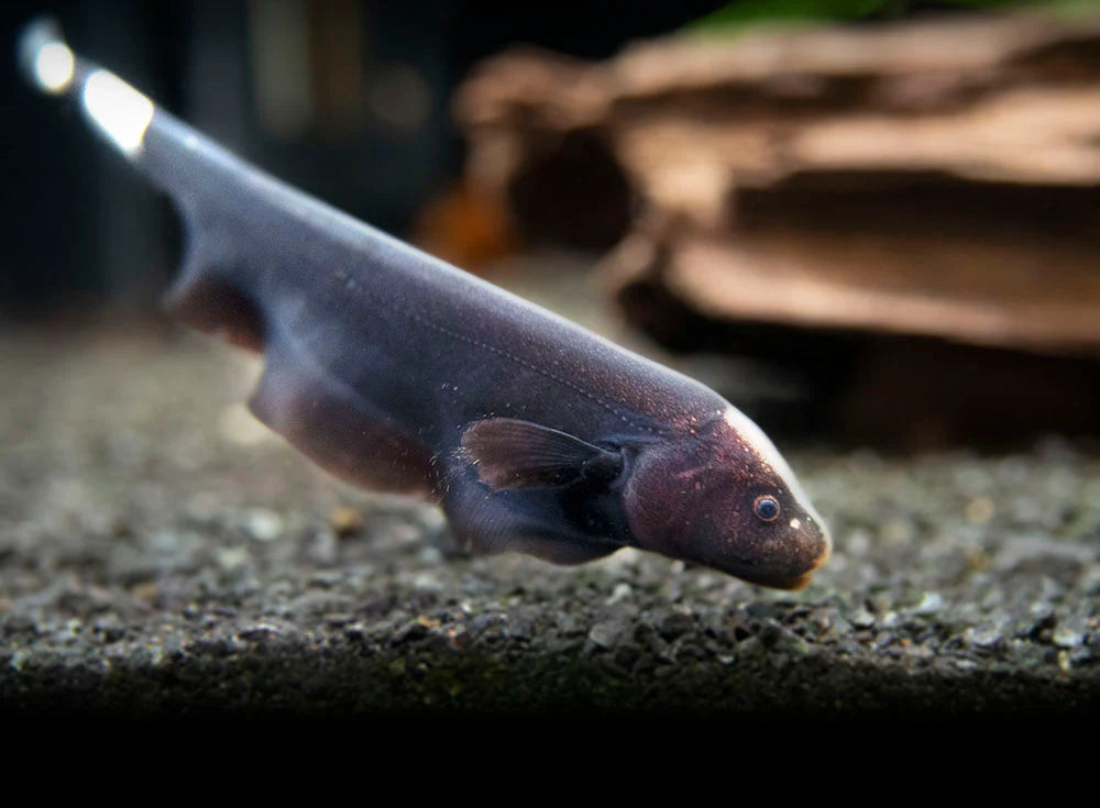Black Ghost Knifefish (Apteronotus albifrons) - Live Fish