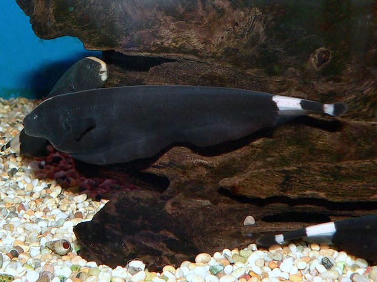 Black Ghost Knifefish (Apteronotus albifrons) - 3" - Live Fish