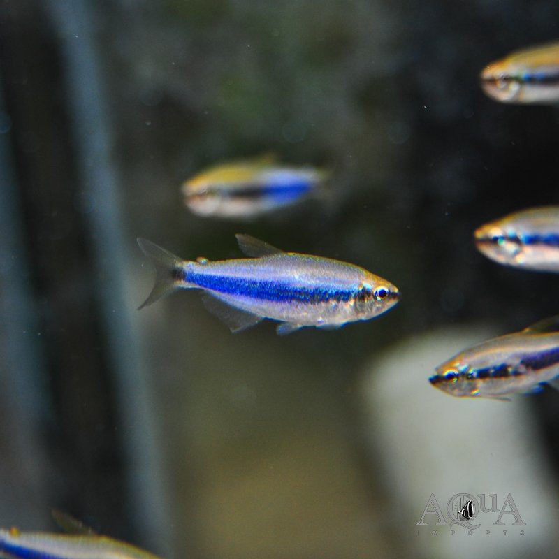 Blue Emperor Tetra (Inpaichthys kerri)- Live Fish
