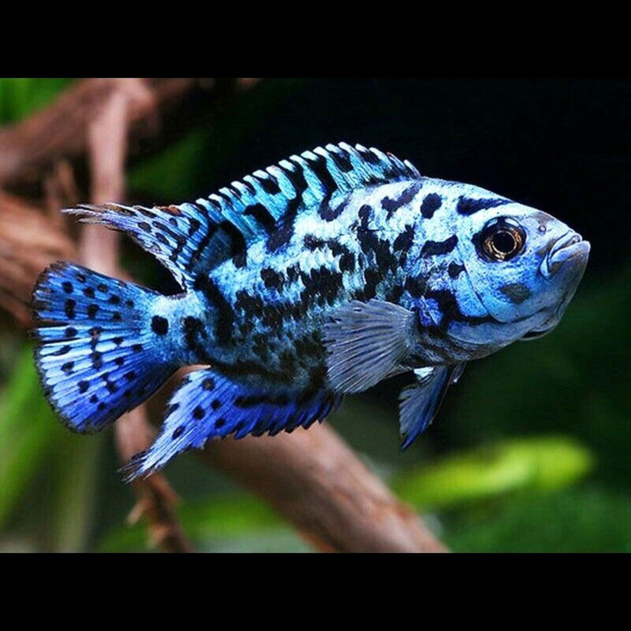 Electric Blue Jack Dempsey (Rocio octofasciata) - Live Fish