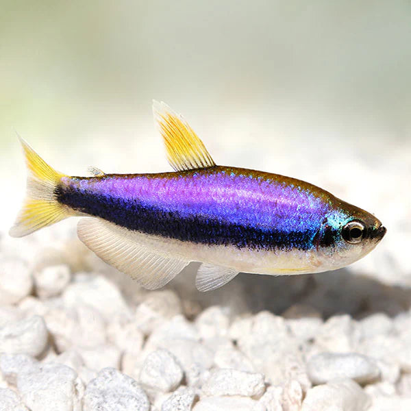 Blue Emperor Tetra (Inpaichthys kerri)- Live Fish