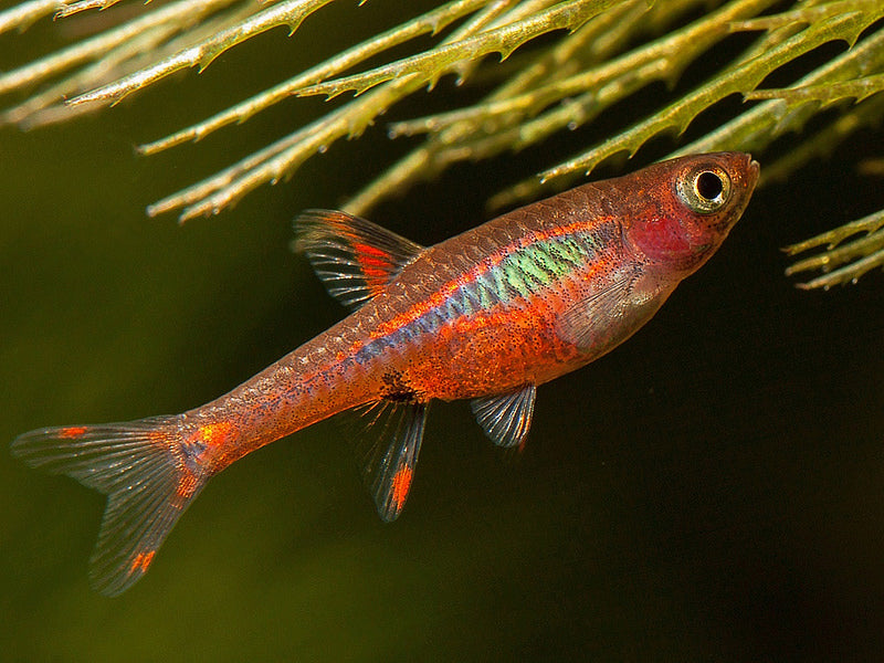 Boraras Rasbora