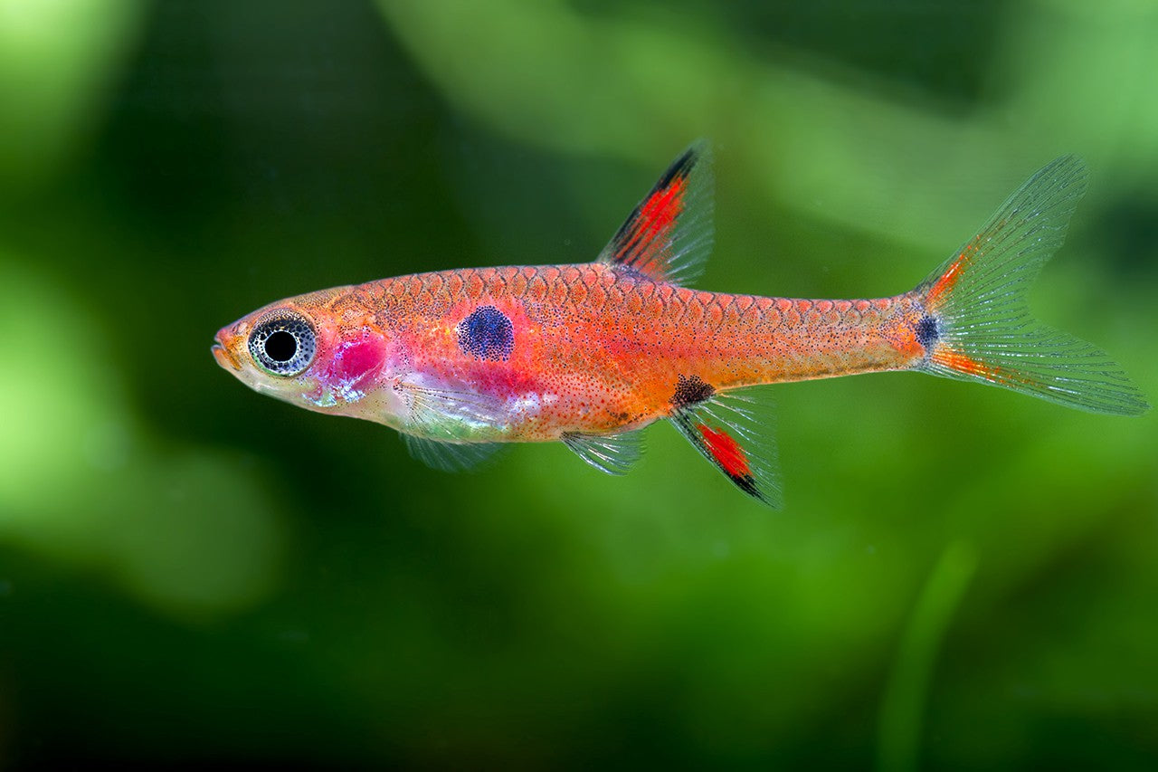 Boraras Rasbora