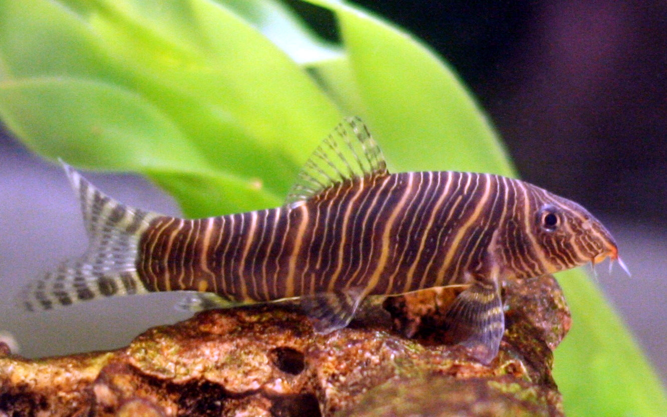 Zebra Loach (Botia Striata) - Live Fish