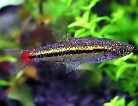 Brilliant Rasbora (Rasbora Einthovenii) - Live Fish