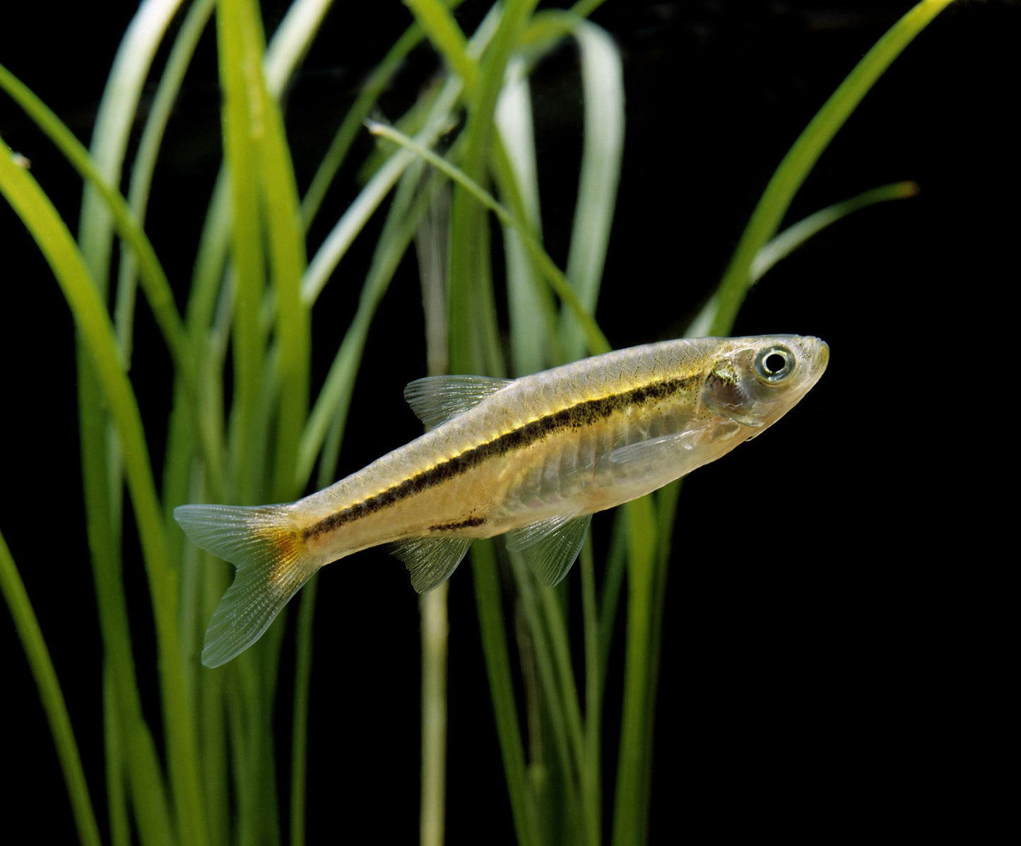 Brilliant Rasbora (Rasbora Einthovenii) - Live Fish