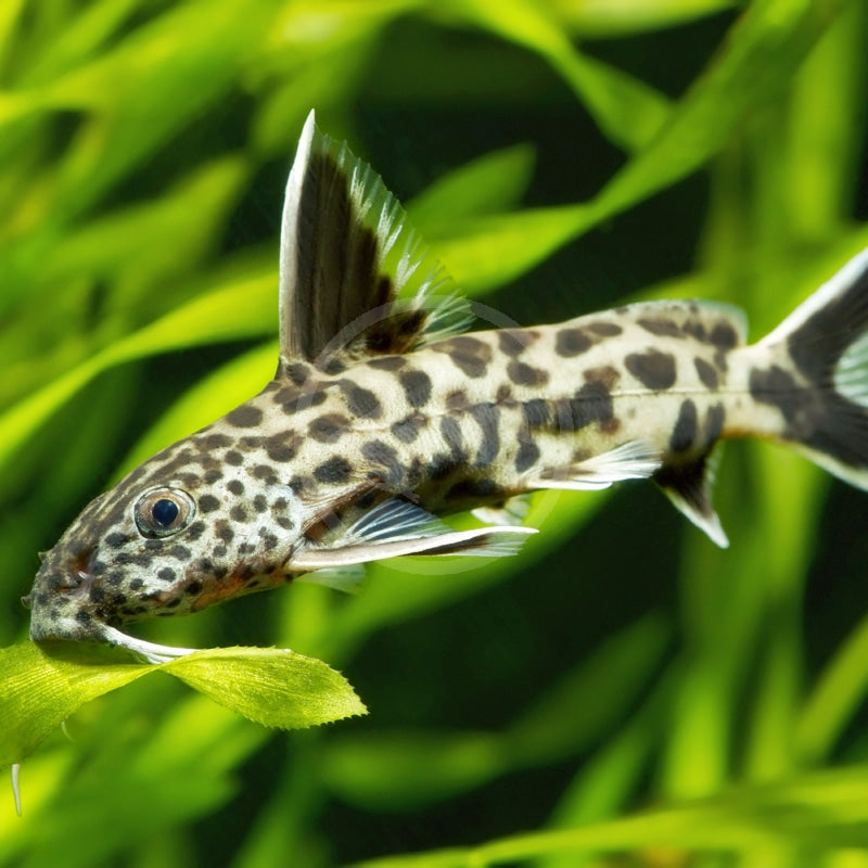 Petricola Synodontis - Tropical Fish
