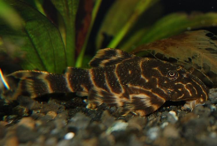 Clown Pleco (Panaqolus Maccus) - Live Fish