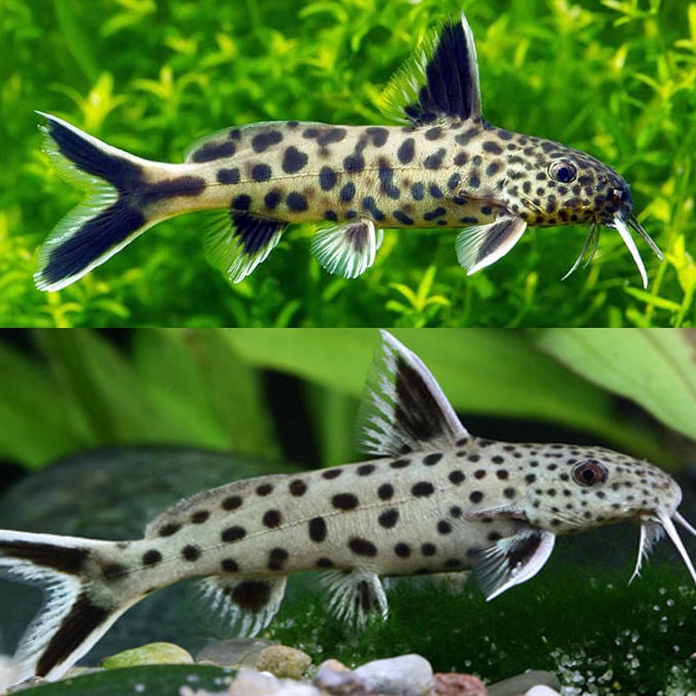 Petricola Synodontis - Tropical Fish