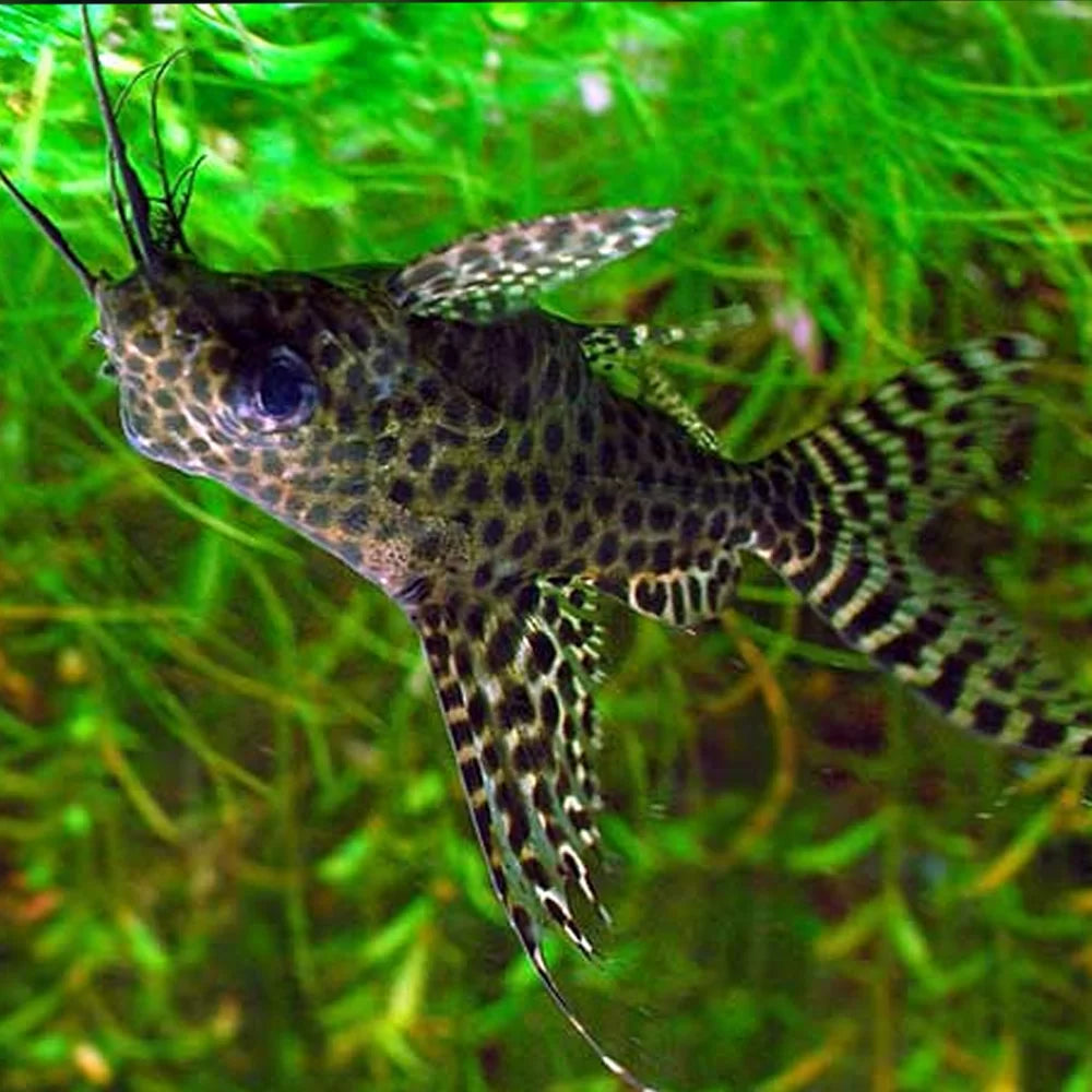 Upside Down Catfish (Synodontis nigriventris) - Live Fish