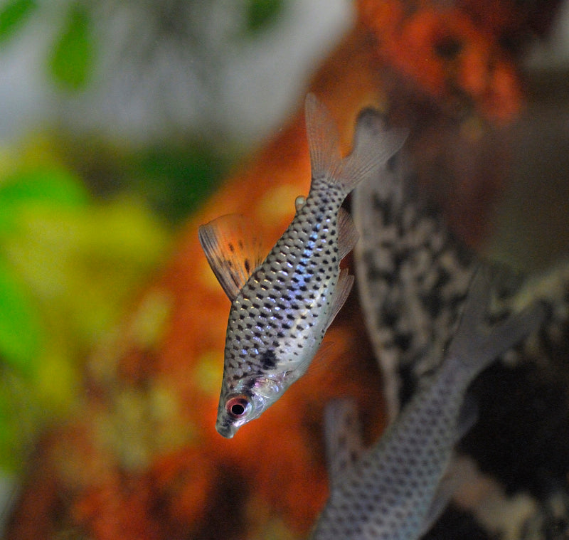 Chilodus Punctatus Headstander