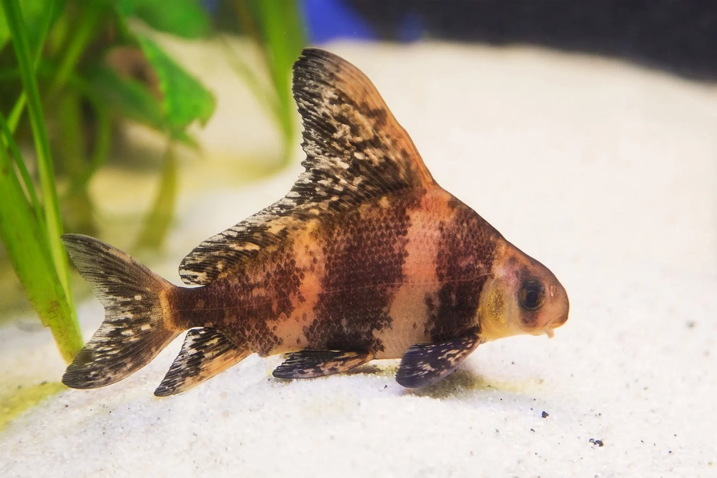 Chinese High Fin Banded Shark / Loach (Myxocyprinus Asiaticus) - Live Fish