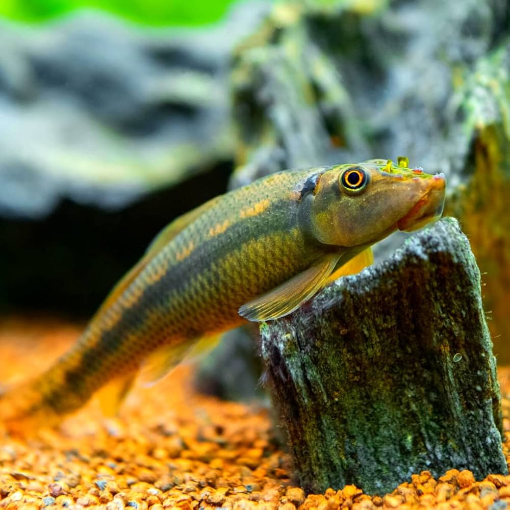 Chinese Algae Eaters (Gyrinocheilus aymonieri) Live