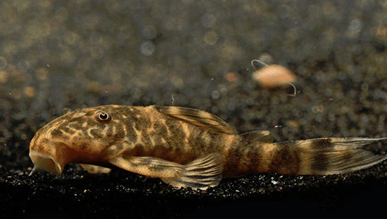 Clown Pleco (Panaqolus Maccus) - Live Fish