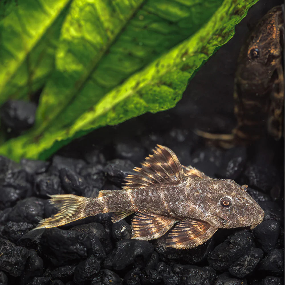 Clown Pleco (Panaqolus Maccus) - Live Fish