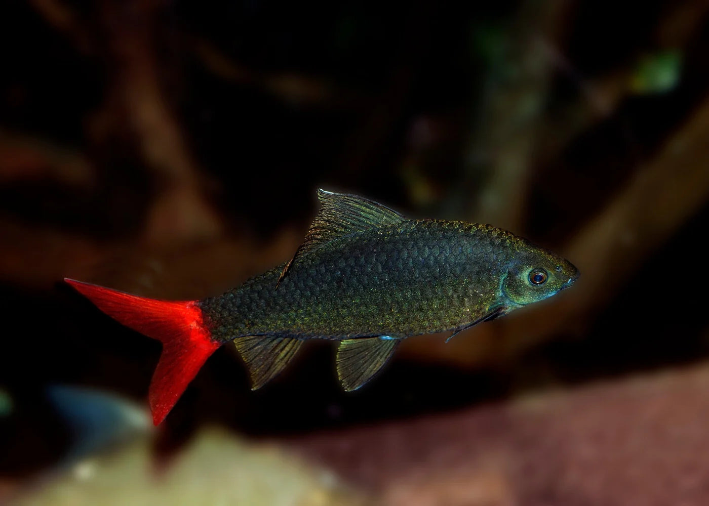 Redtail Black Shark (Epalzeorhynchos bicolor) - 1.5" - Live Fish