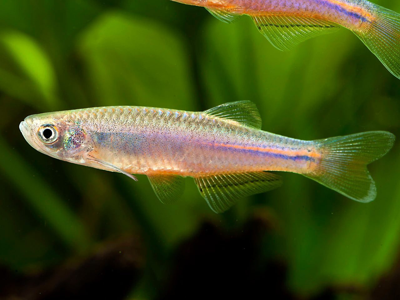 Pearl Danio
