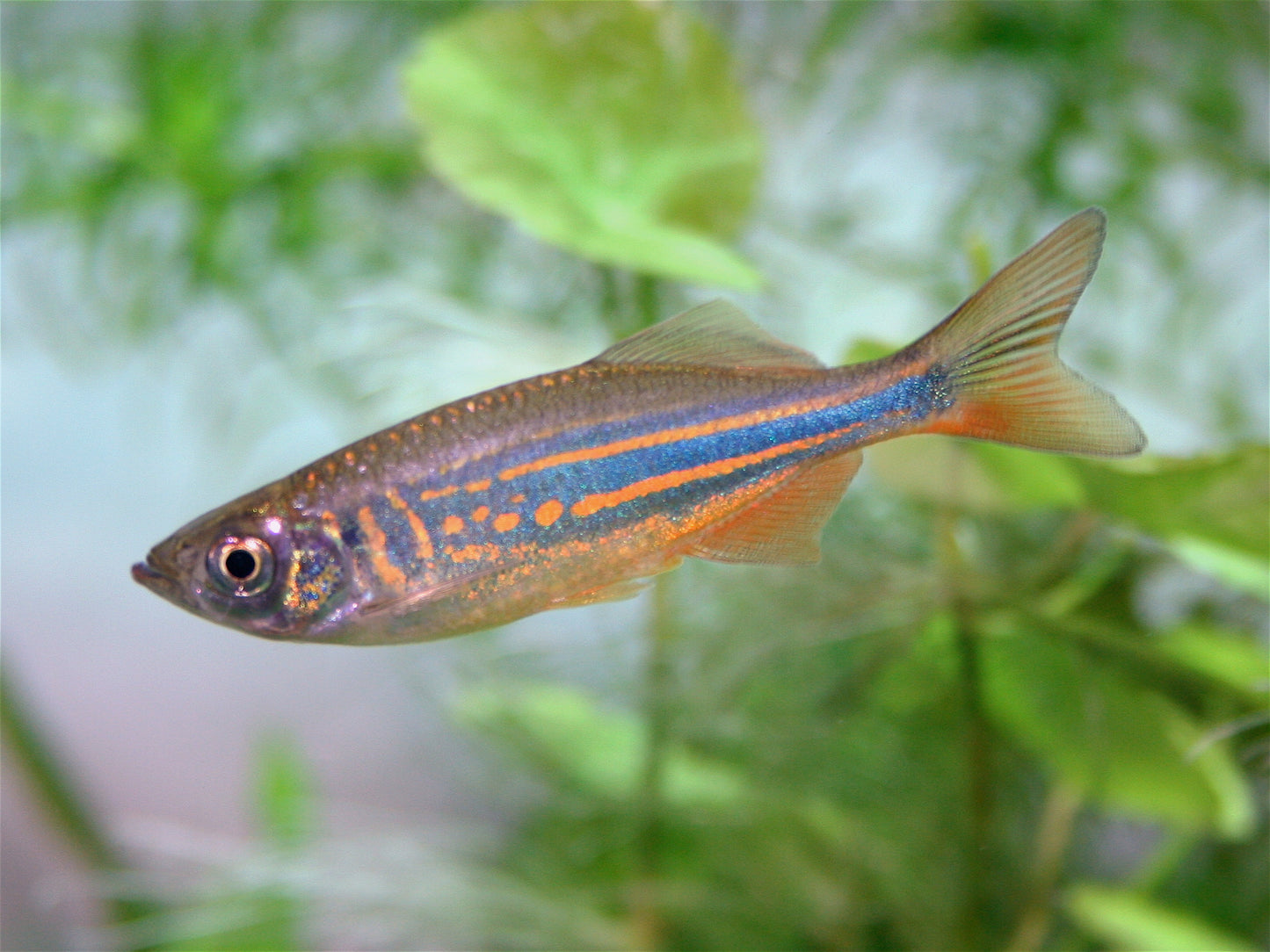 Giant Danio (Danio aequipinnatus)