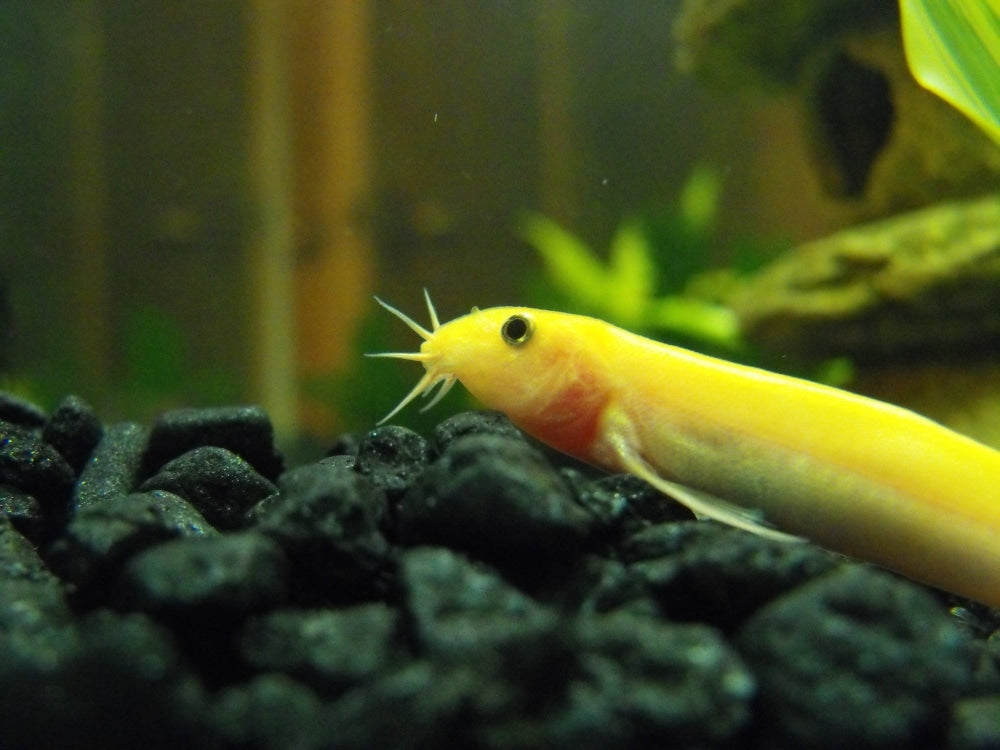 Golden Dojo Loach (Misgurnus anguillicaudatus) - Live Fish
