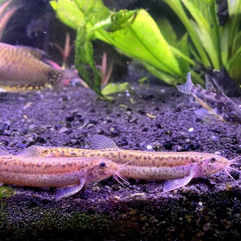 Dojo Loach (Misgurnus anguillicaudatus) - Live Fish