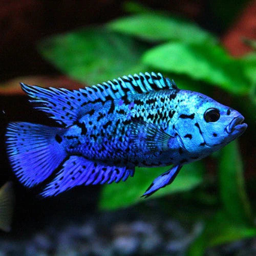 Electric Blue Jack Dempsey (Rocio octofasciata) - Live Fish