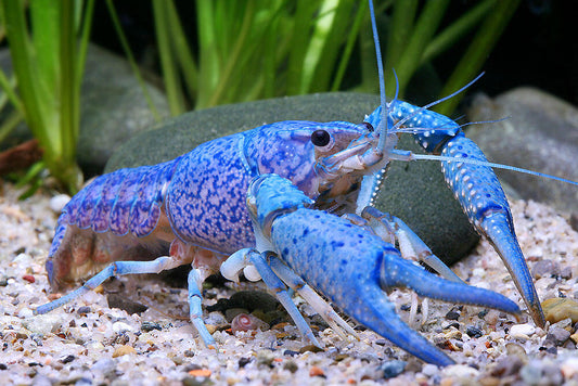 Electric Blue Crayfish (Procambarus Alleni) - Live Freshwater