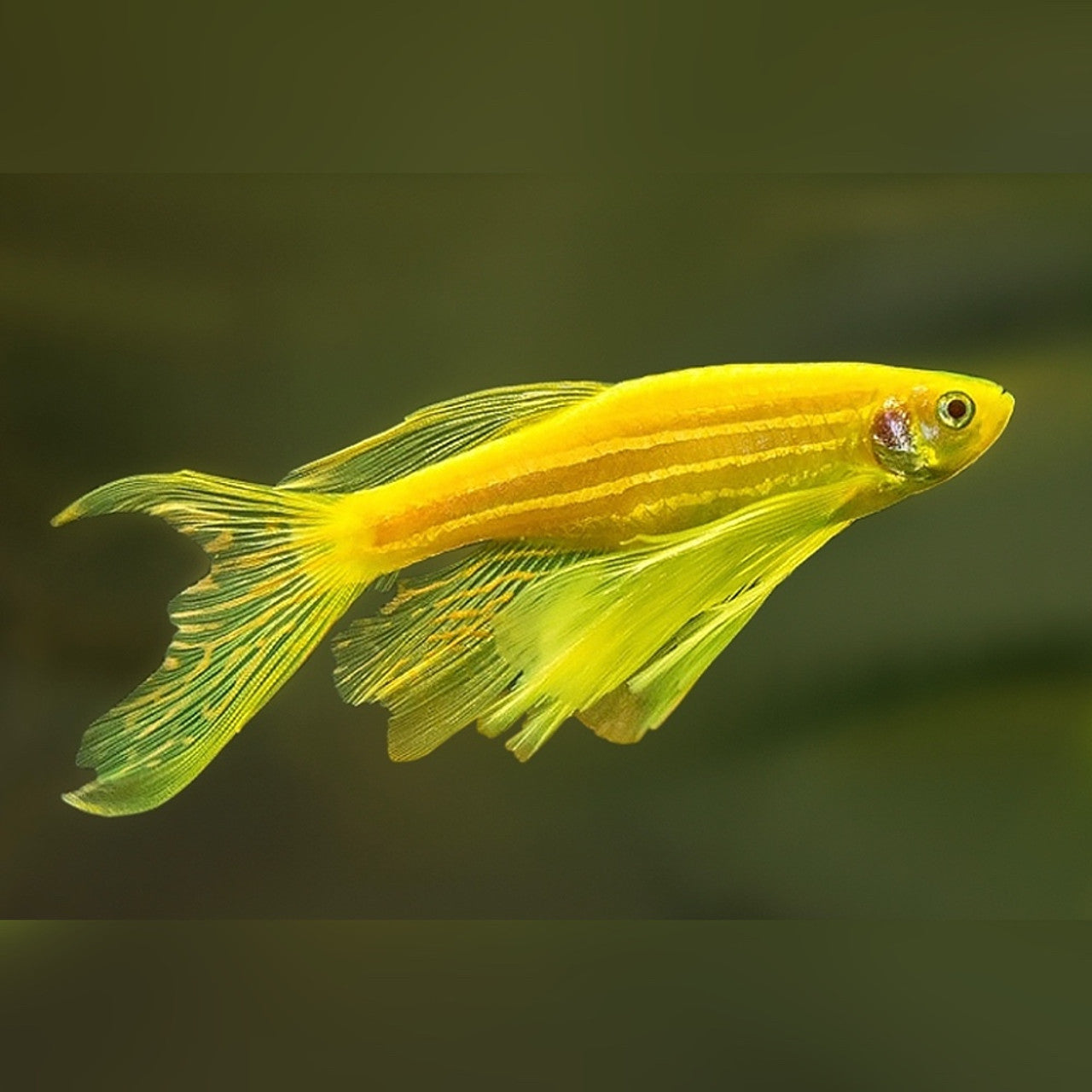 Longfin Gold Zebra Danio
