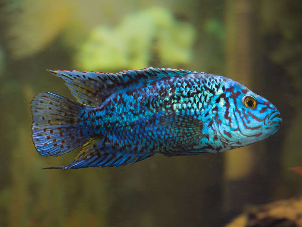 Electric Blue Jack Dempsey (Rocio octofasciata) - Live Fish