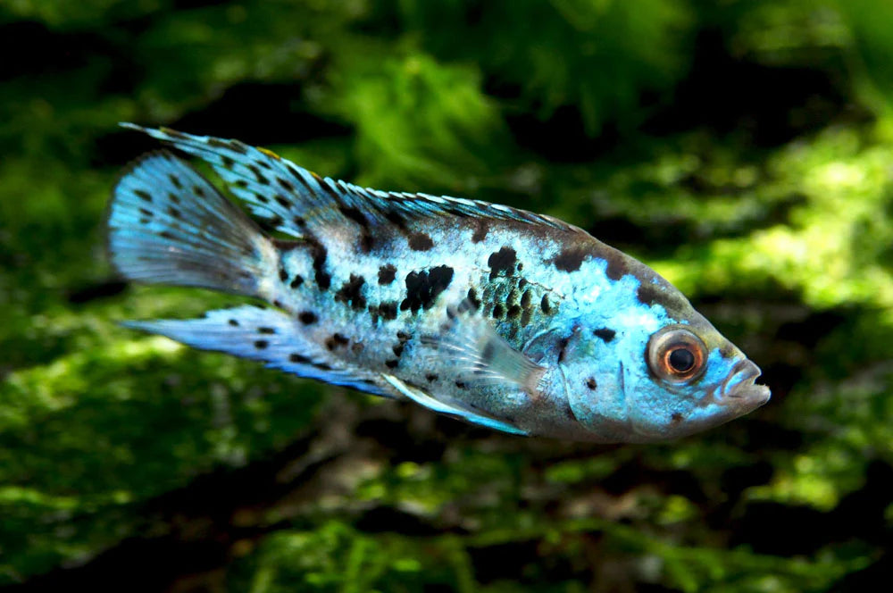 Electric Blue Jack Dempsey (Rocio octofasciata) - Live Fish