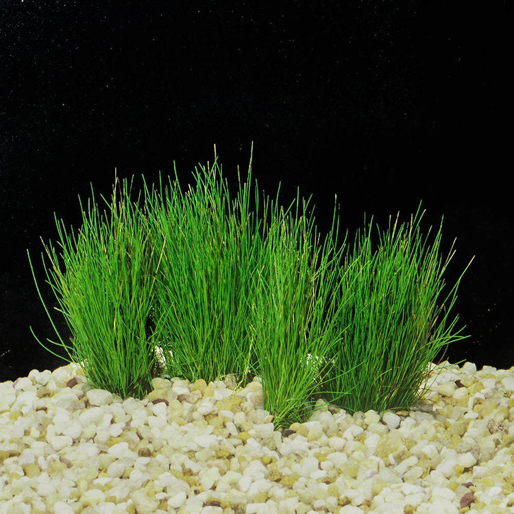 Hairgrass Dwarf Coco Fiber 3x3