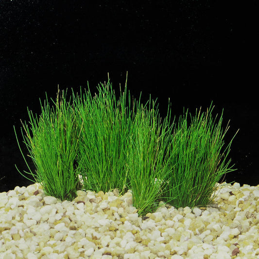 Hairgrass Dwarf, on 3x3 Coco Fiber - Live Plant