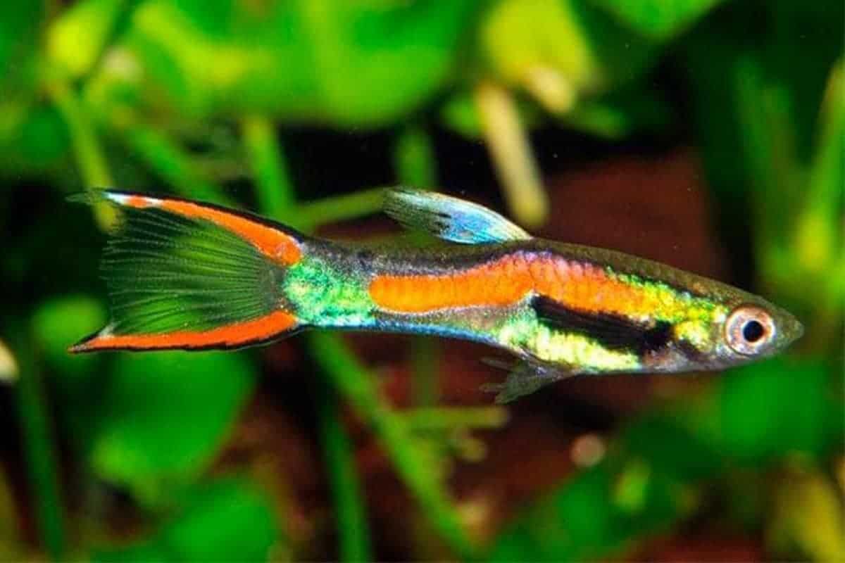 Endler Guppy (Poecilia wingei) - Live Fish