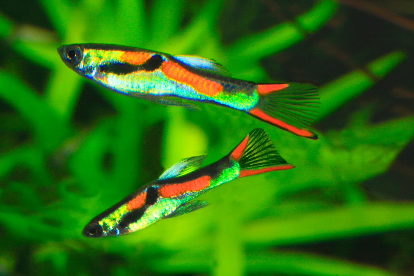 Endler Guppy (Poecilia wingei) - Live Fish
