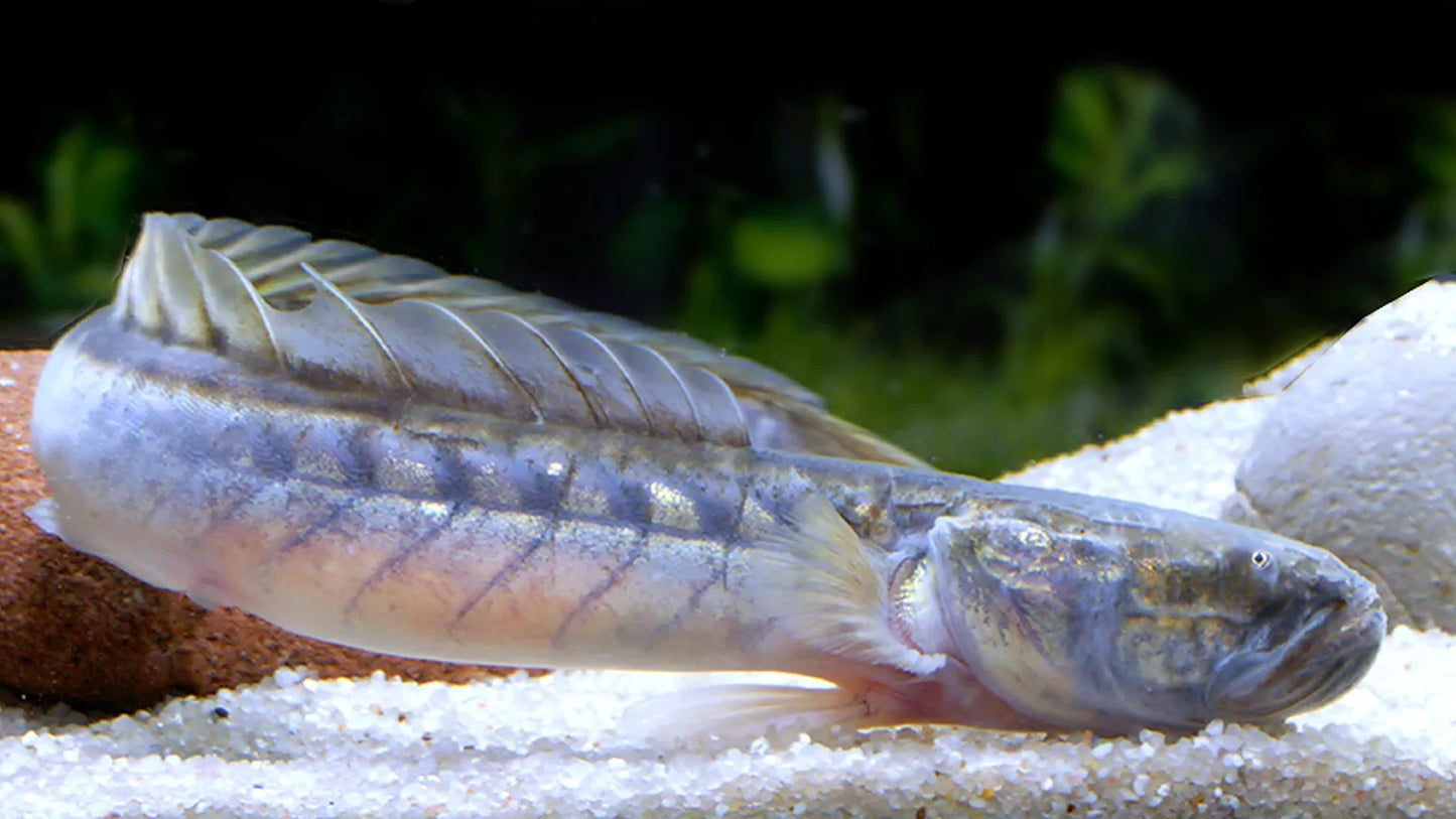 Dragon Goby (Gobioides broussonnetii) - Live Fish