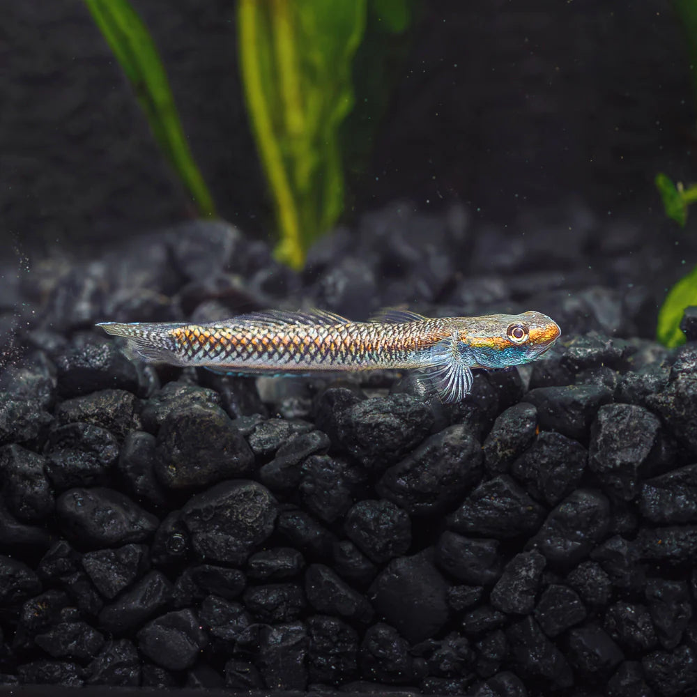 Neon Stiphodon Goby