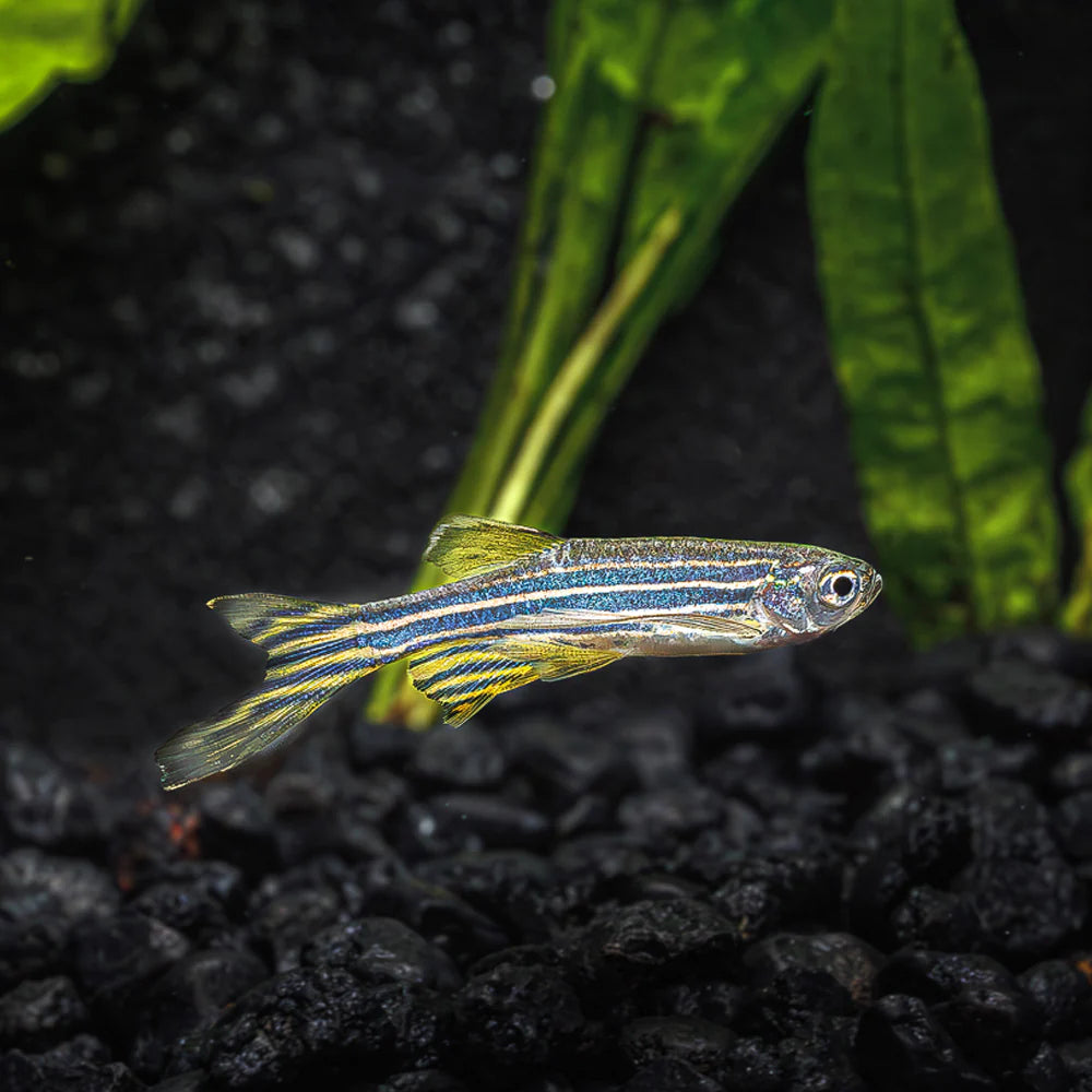 Longfin Blue Danios (Danio rerio) - Live Fish