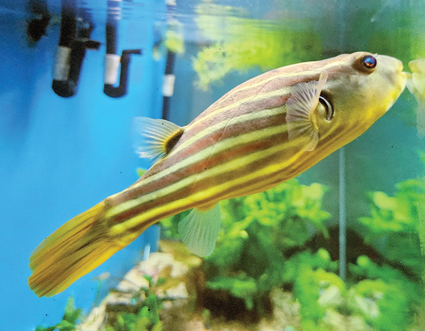 Fahaka Puffer (Tetraodon lineatus) - Live Fish