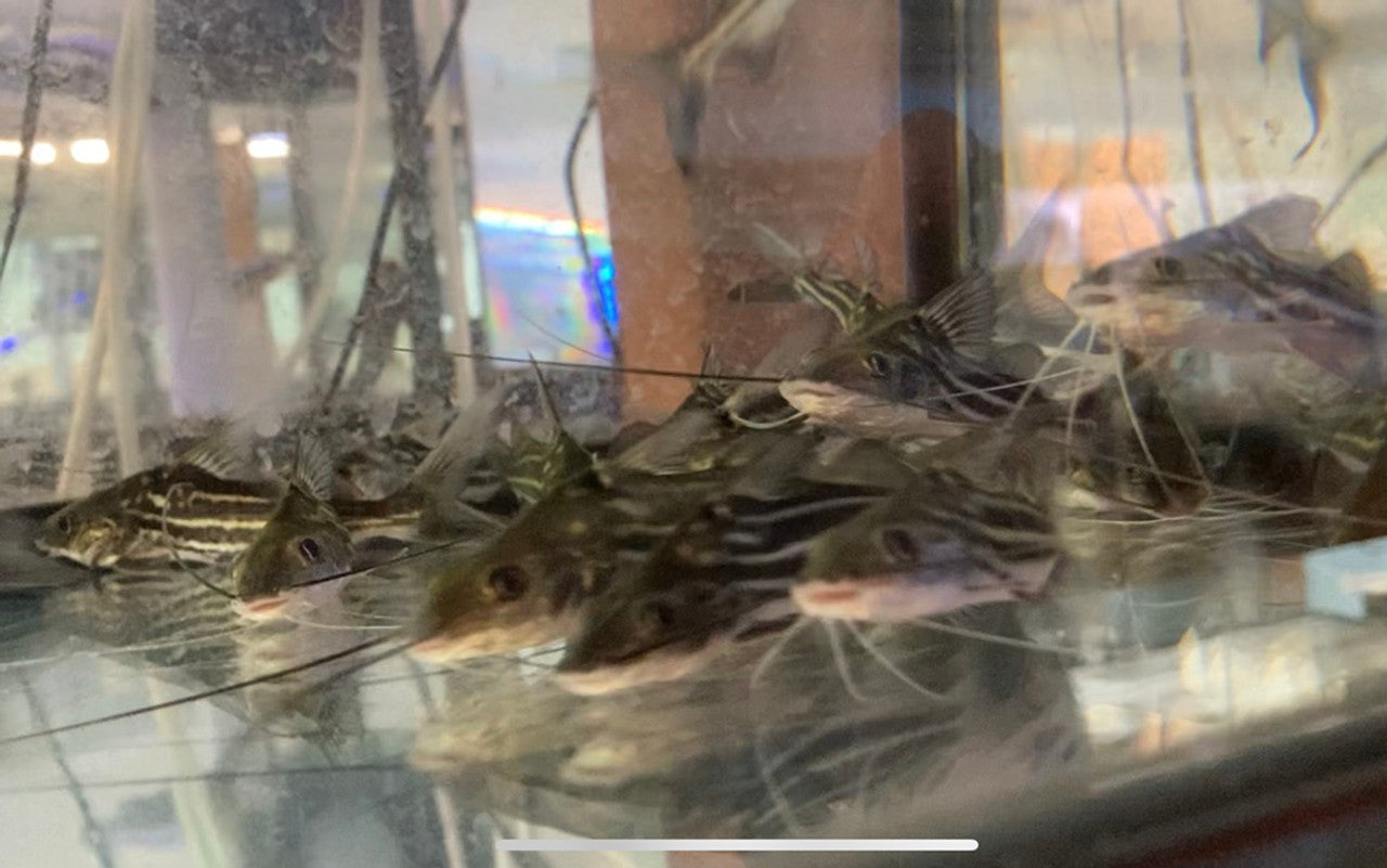 Pimelodella 4-Line Catfish (Pimelodella cf. gracilis)