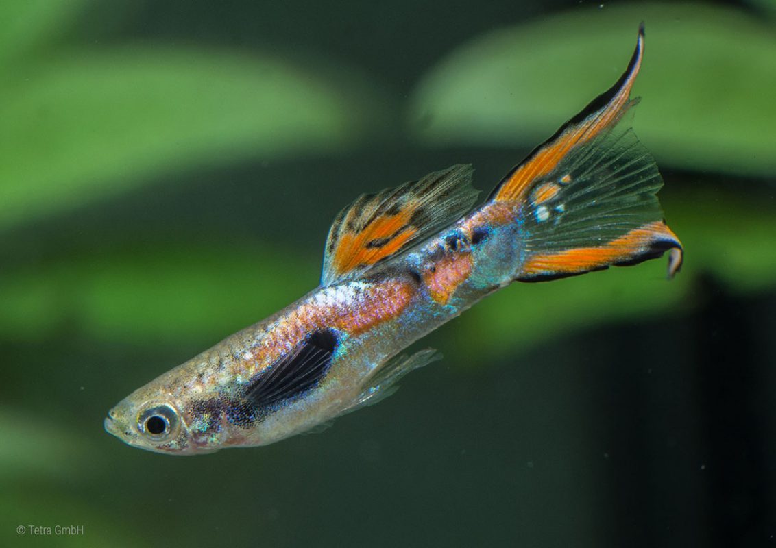 Endler Guppy (Poecilia wingei) - Live Fish