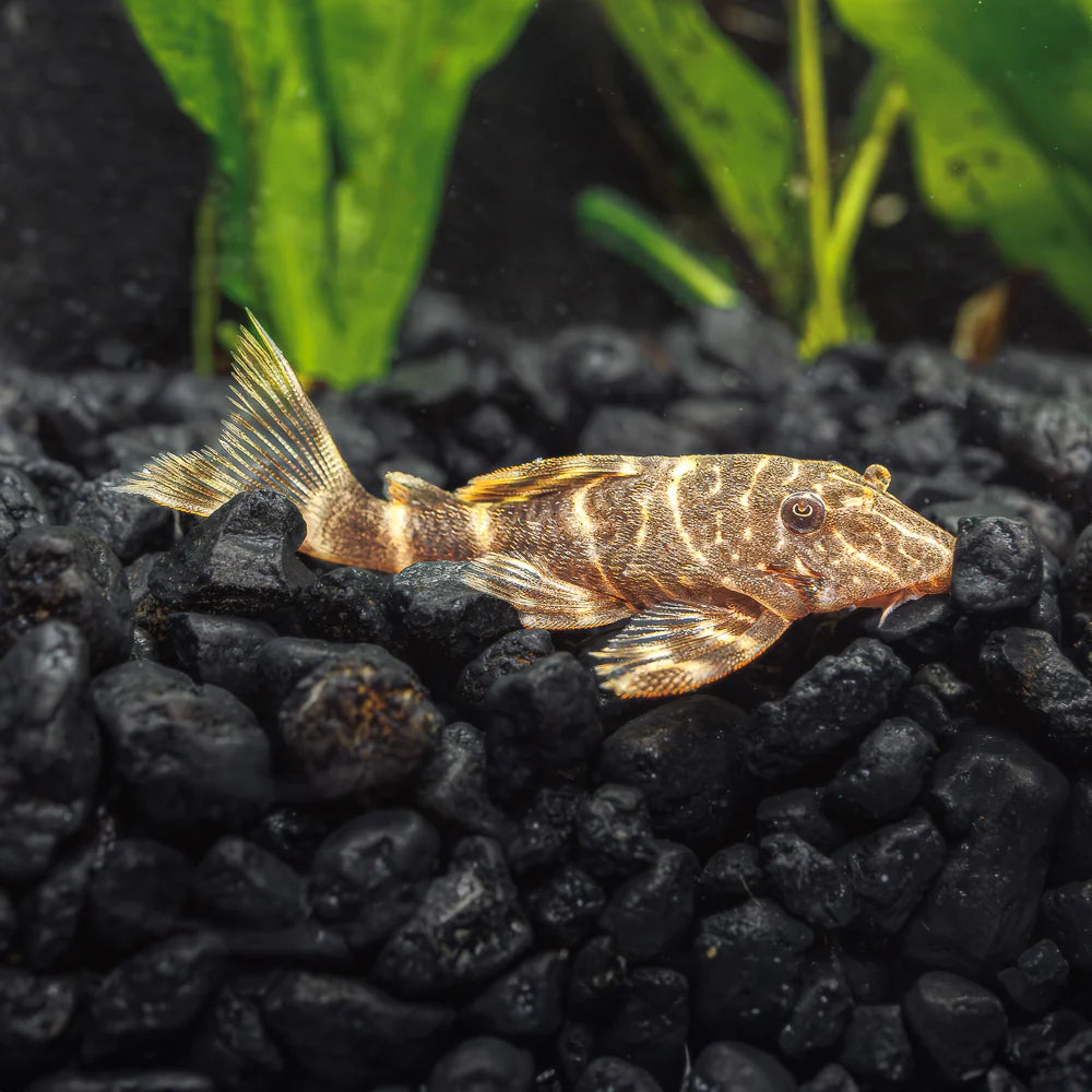 Clown Pleco (Panaqolus Maccus) - Live Fish