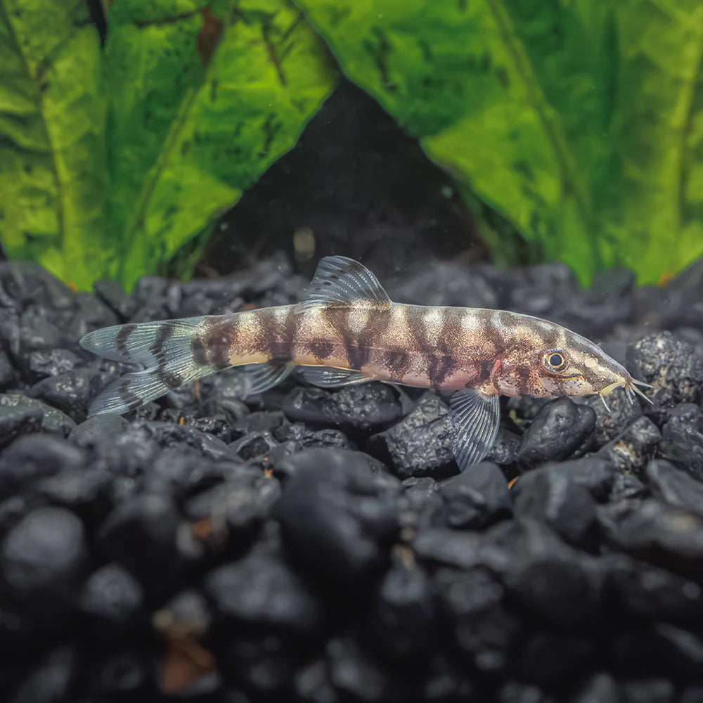 YoYo Loach (Botia almorhae) - Live Fish
